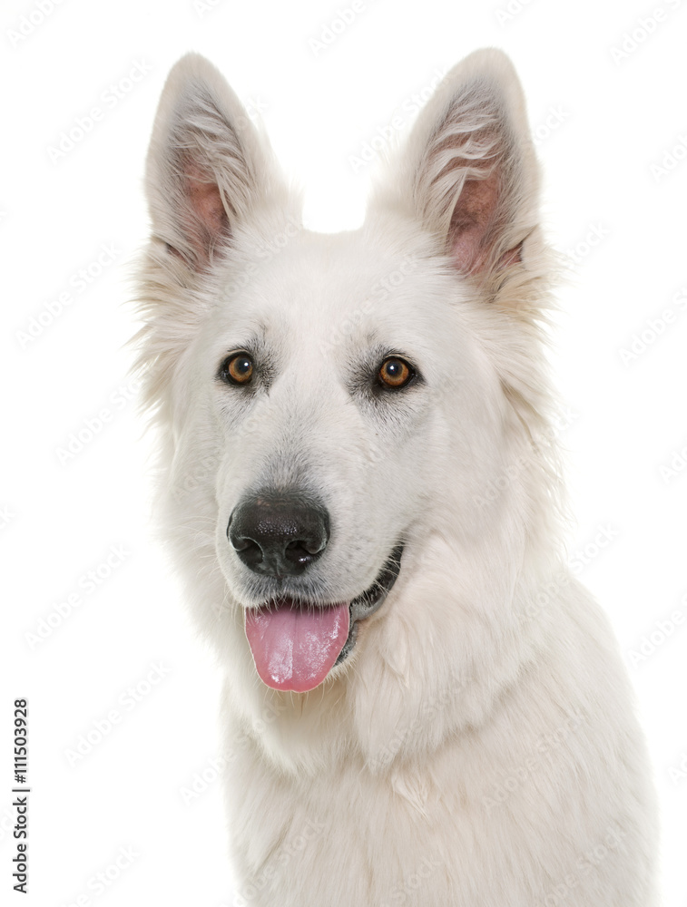 White Swiss Shepherd Dog White Swiss Shepherd Dog