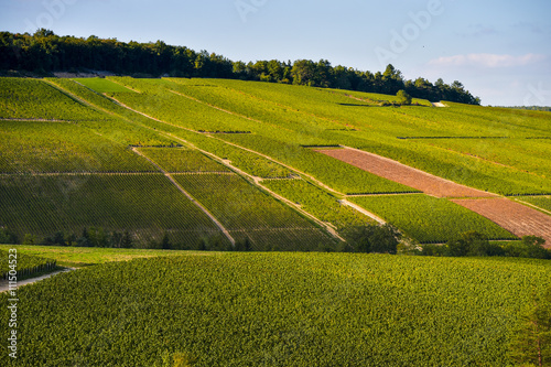 Champagne vineyards in the Cote des Bar area of the Aube department Les Riceys