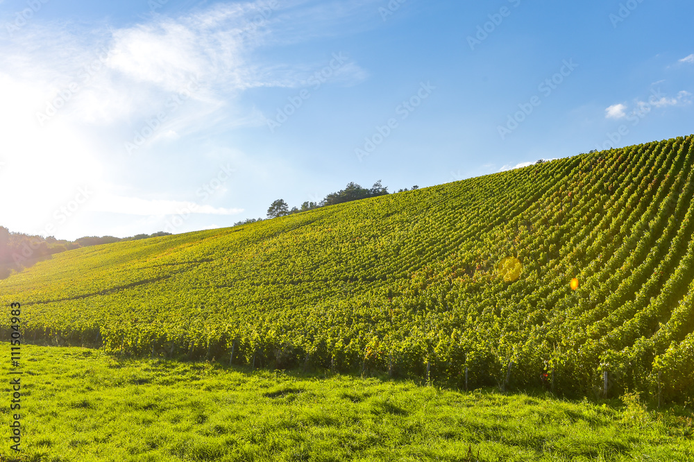 Champagne vineyards in the Cote des Bar area of the Aube department Les Riceys Champagne vineyards in the Cote des Bar area of the Aube department Les Riceys