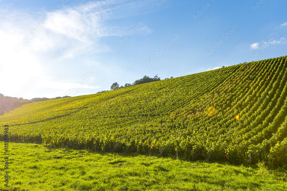 Champagne vineyards in the Cote des Bar area of the Aube department Les Riceys