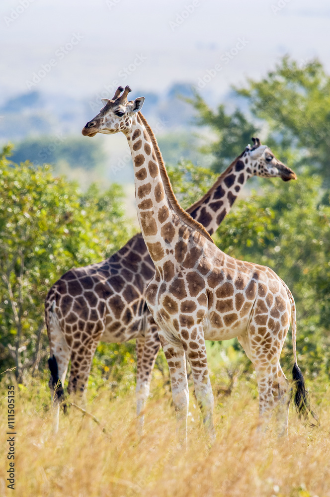 Under a shining sun two giraffes stand at a tree with the crossed long necks. Rothschild Giraffes  (Giraffa camelopardalis)