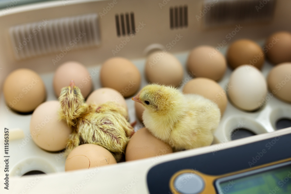 Newborn little yellow chicken in the incubator - obrazy, fototapety, plakaty 