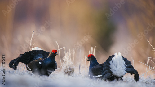 Lleking black grouses (Tetrao tetrix) photo