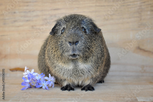 Meerschweinchen