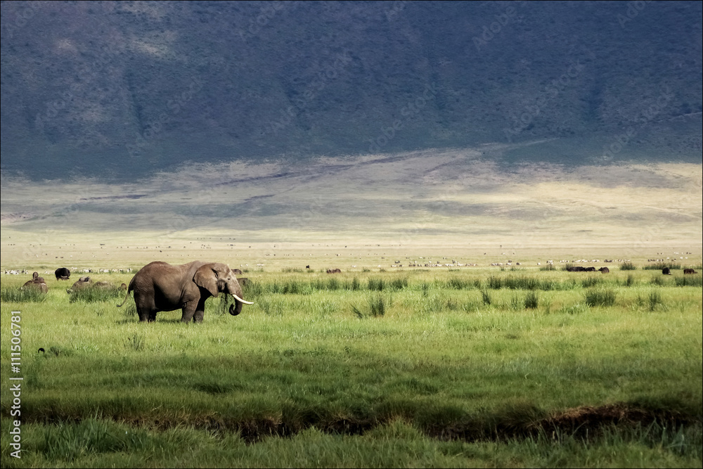 African elephant in the Ngorongoro crater in the background of g