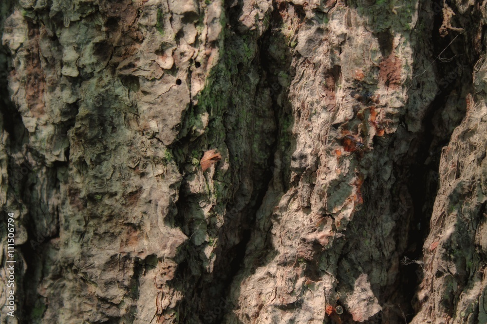 Bark of tree. Dark Texture. Bark of tree. Dark Texture.