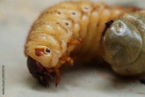 beetle larvae in asia,Thailand.(Selective focus)