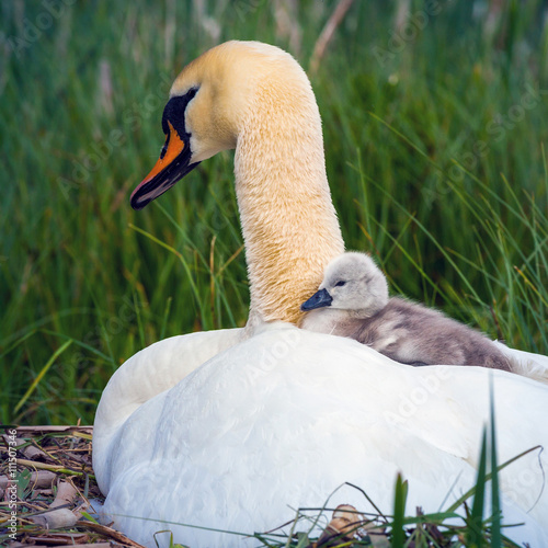 Cigno Reale con pulcino photo