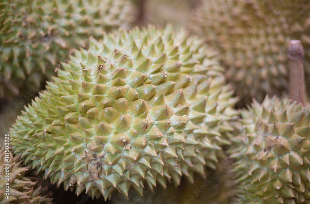 Obraz premium durian