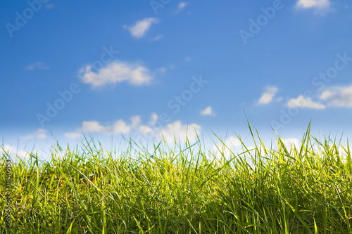 Green wild grass on sky background - image with copy space