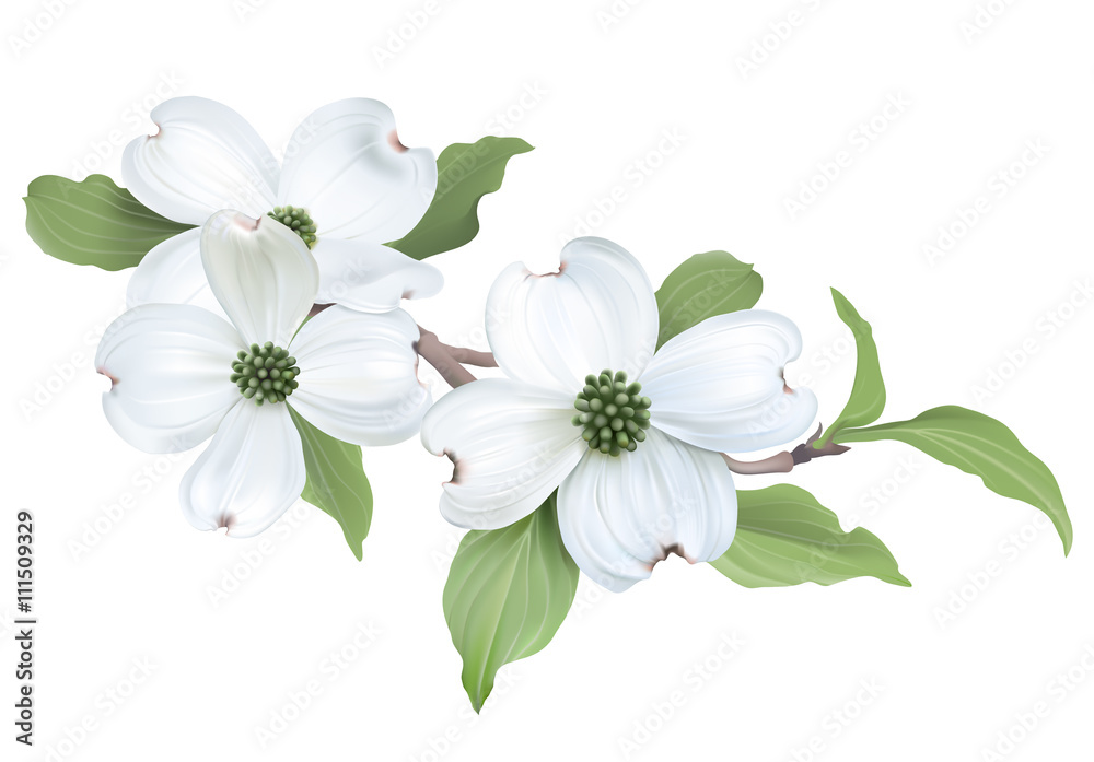 Obraz premium White Dogwood (Cornus florida) Hand drawn vector illustration of blooming dogwood on transparent background. 