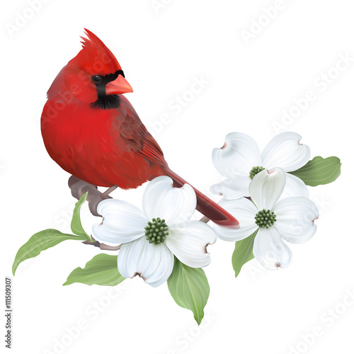 Foto Northern Cardinal perched on a blooming White Dogwood