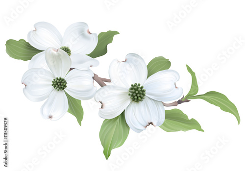 White Dogwood (Cornus florida)
Hand drawn vector illustration of blooming dogwood on transparent background.
