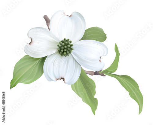 White Dogwood (Cornus florida)
Hand drawn vector illustration of blooming dogwood on transparent background.
 photo