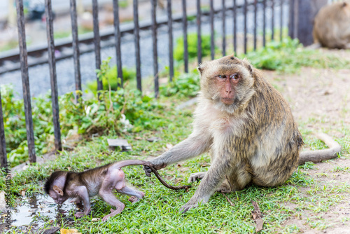 Mother and baby monkeys