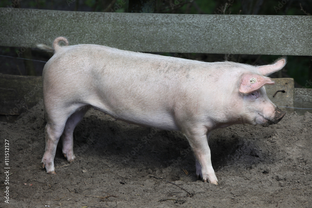 standing domestic pig in an hutch standing domestic pig in an hutch