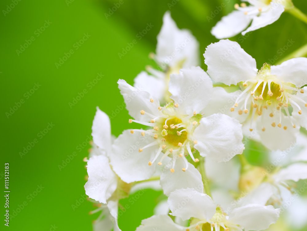 Blooming bird cherry, copy space in the photo Blooming bird cherry, copy space in the photo
