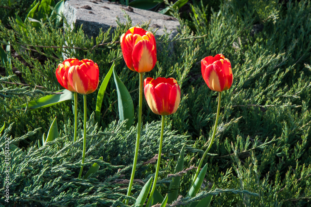 Yellow-red tulips Yellow-red tulips
