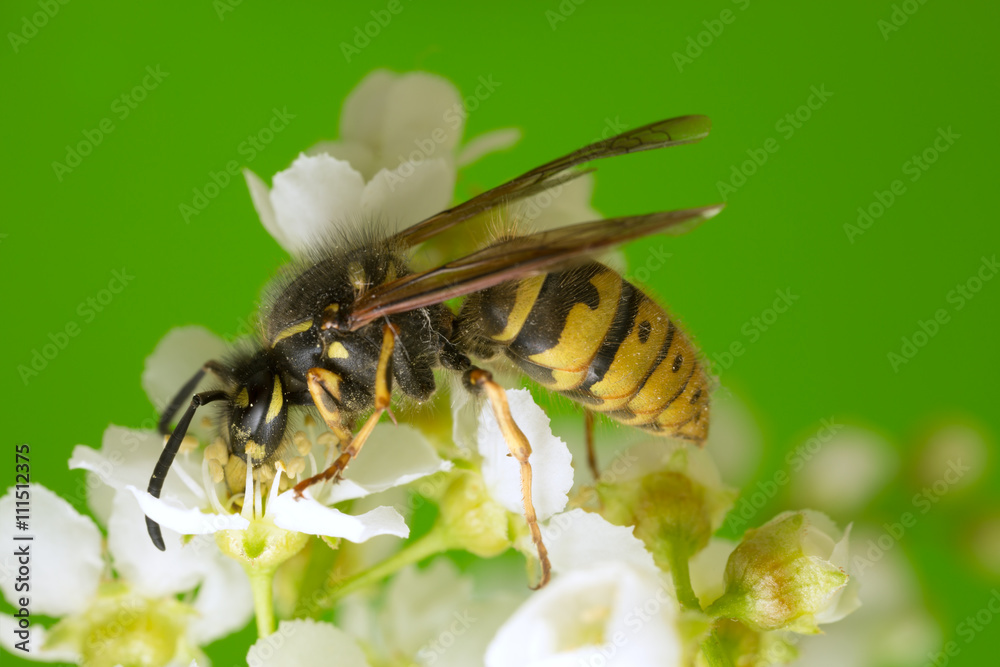 Common wasp, Vespa vulgaris on bird cherry Common wasp, Vespa vulgaris on bird cherry