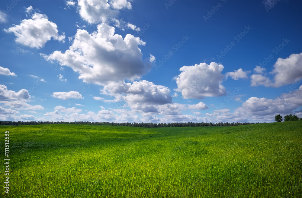Green field and blue sky. Beatiful green field with blue sky. Green field and blue sky. Beatiful green field with blue sky.