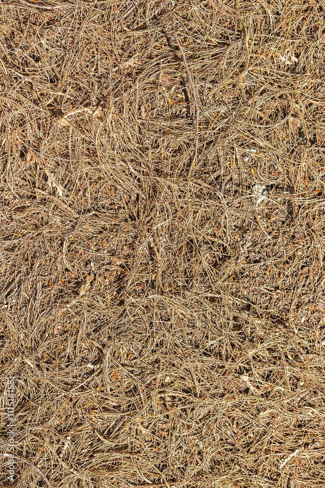 Background texture of red fir needles Background texture of red fir needles