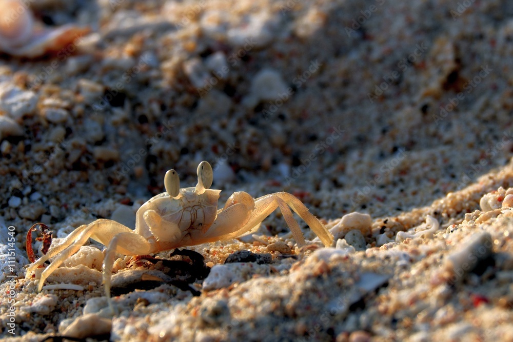 little white ghost crab on sand closeup shot little white ghost crab on sand closeup shot