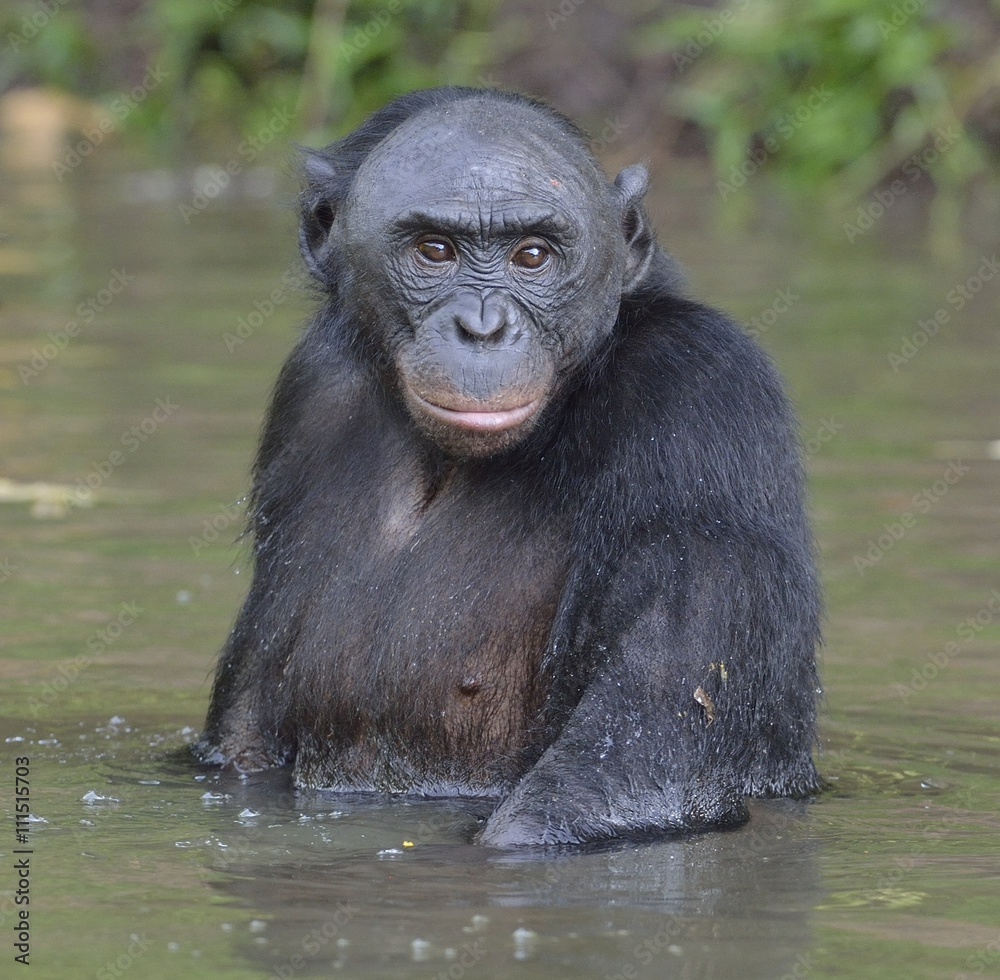 Bonobo standing in water looks for the fruit which fell in water. Bonobo ( Pan paniscus ). Bonobo standing in water looks for the fruit which fell in water. Bonobo ( Pan paniscus ).