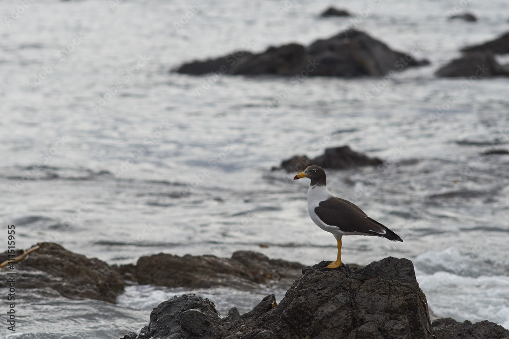 Band-tailed (Belcher's) Gull (Gaviota peruana) in non breeding plumage on the coast of northern Chile. Band-tailed (Belcher's) Gull (Gaviota peruana) in non breeding plumage on the coast of northern Chile.