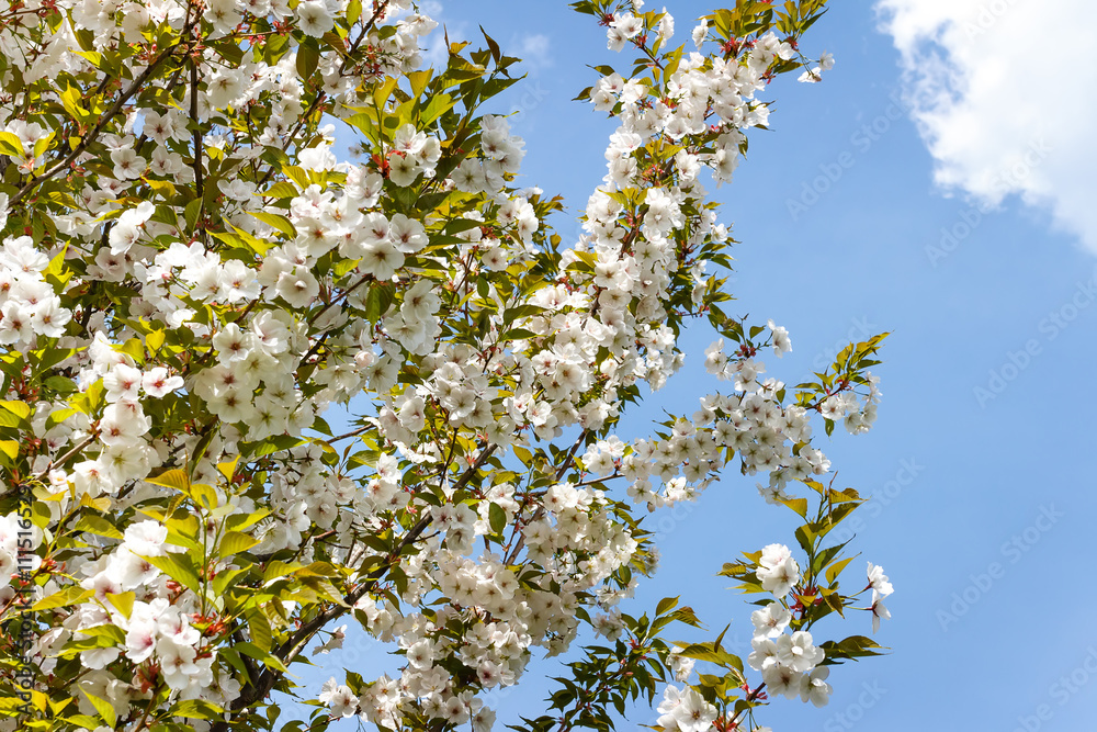 Sakura blooming against a bright blue sky Sakura blooming against a bright blue sky