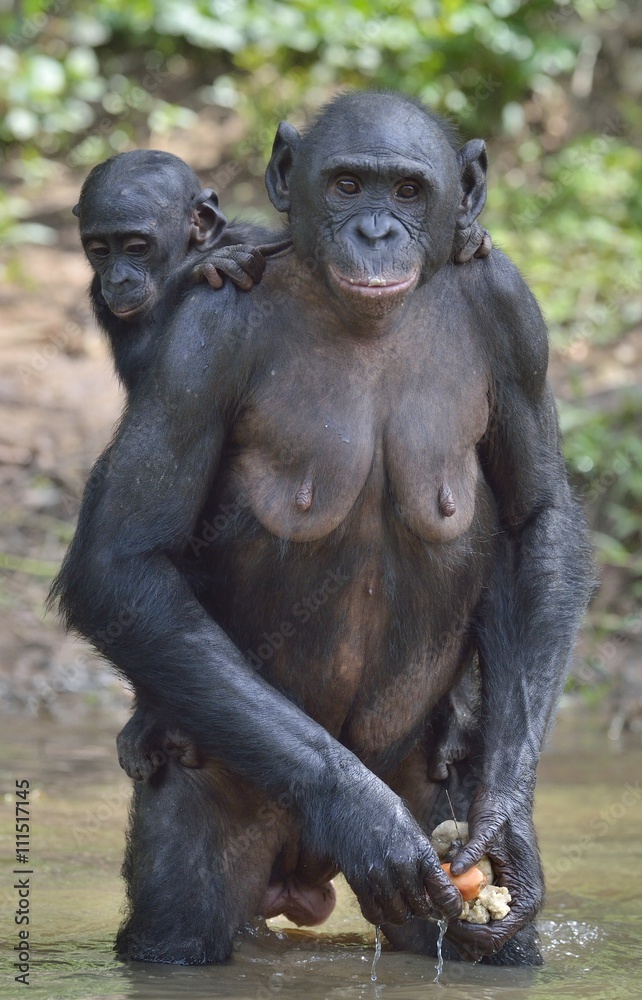 The Bonobo ( Pan paniscus) standing on her legs in water with a cub on a back The Bonobo ( Pan paniscus) standing on her legs in water with a cub on a back