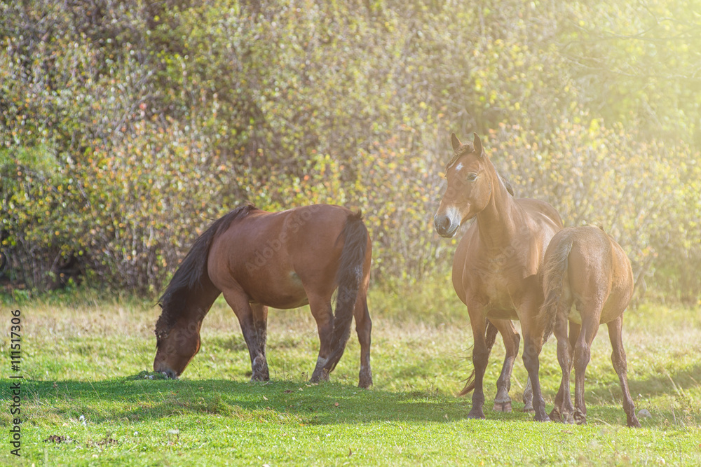 Fototapeta premium Horses in mountain ranch