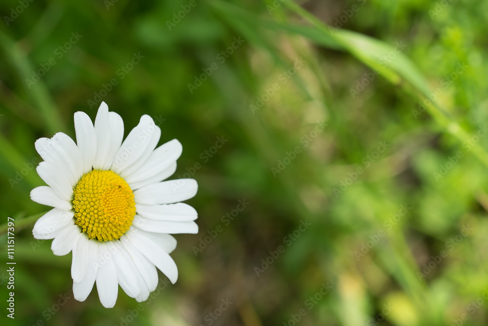 gänseblümchen Freigestellt in der wiese gänseblümchen Freigestellt in der wiese