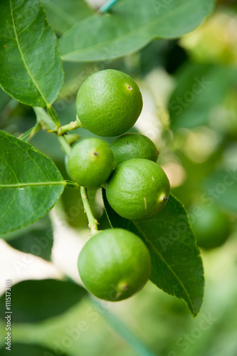 Wallpaper Mural lime Torontodigital.ca