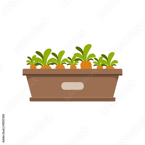 Carrots Growing In Crate