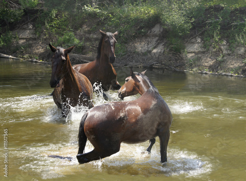 wild horses galloping in water