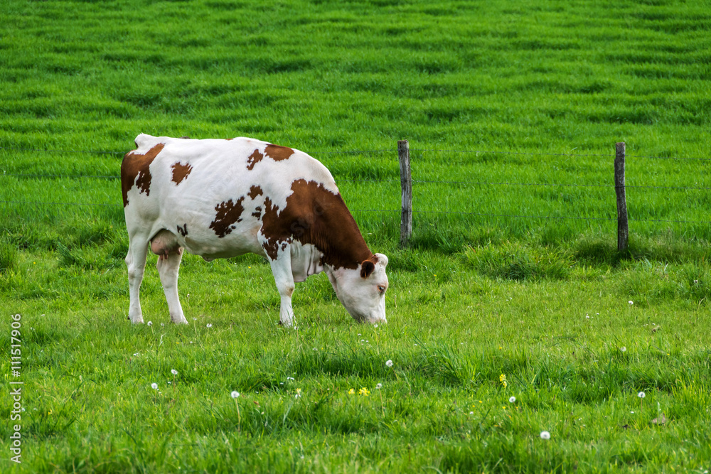 Vache qui broute foto de Stock Adobe Stock