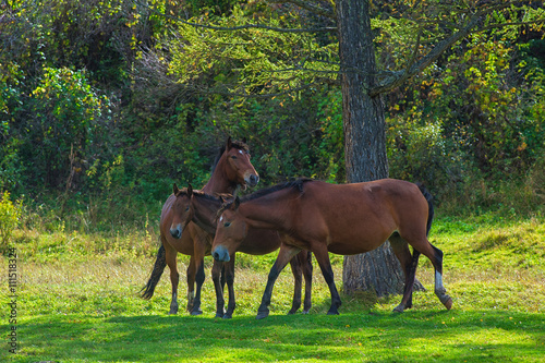 Horses in mountain ranch