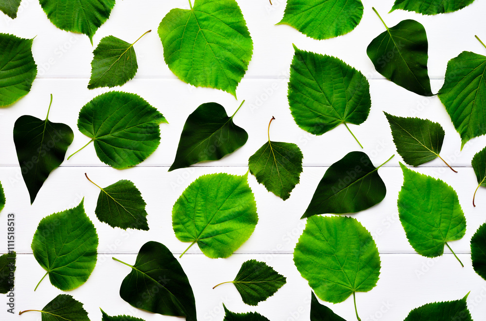 Fototapeta premium Leaf background. A variety of tree leaves on the wooden background whiteboard