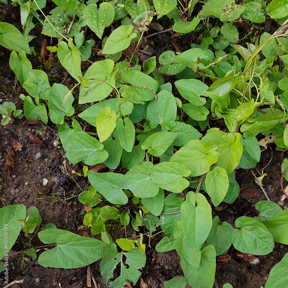 Ackerwinde; Convolvulus, arvensis; Convolvulus; Ackerwinde; Convolvulus, arvensis; Convolvulus;