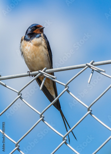 Swallow