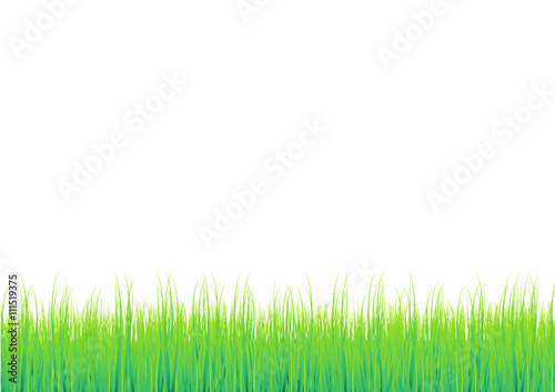 Green Grass with white background