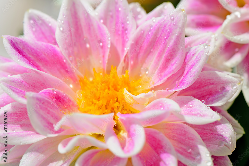 Dahlia flower with dew drops very close up Dahlia flower with dew drops very close up