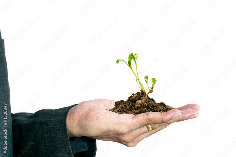 Hand of business man holding young plant on white background. Hand of business man holding young plant on white background.