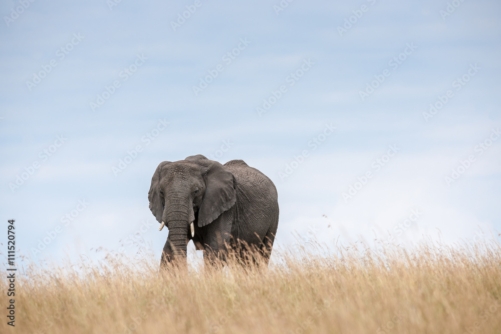 Naklejka premium elephant