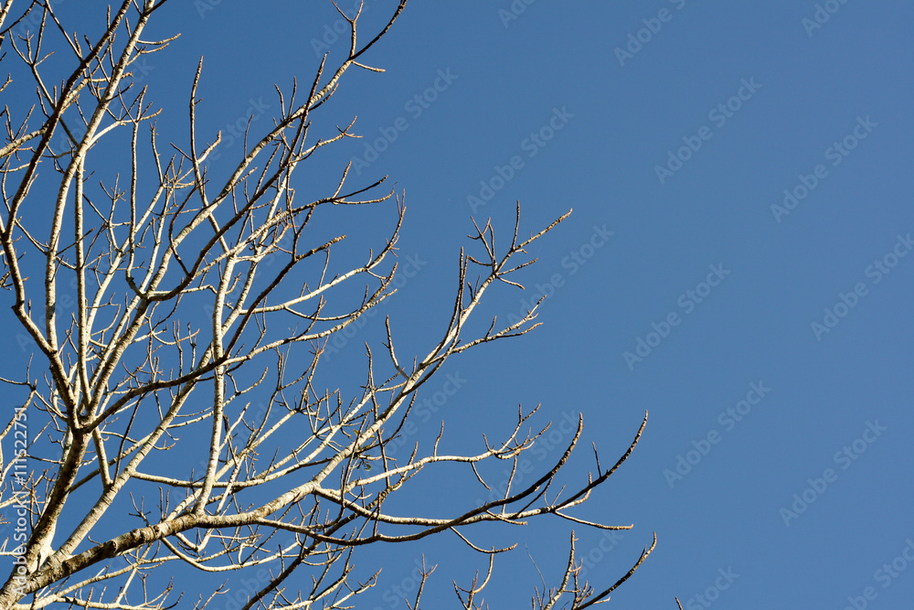 tree with no leaf on clear blue sky tree with no leaf on clear blue sky