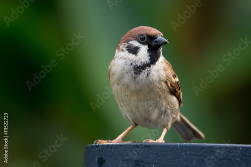 Sparrow close up posing. Sparrow close to the blurred background of nature.