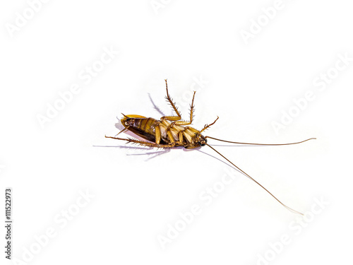 Cockroach isolated on white background