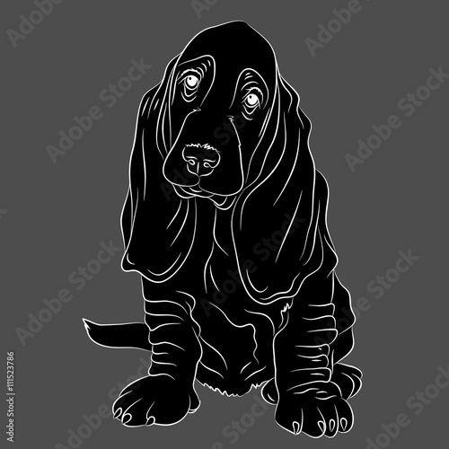 basset hound puppy realistic vector illustration isolated black