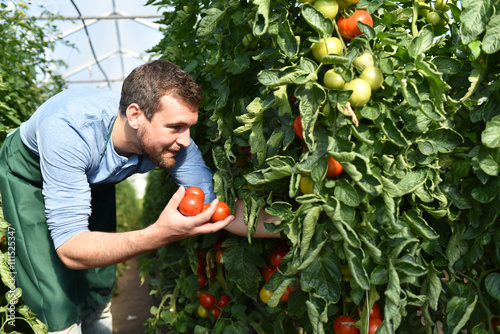 Ernte von Tomaten im Gewächshaus eines Bauernhofes - regionale Gemüseproduktion photo