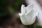 Photo of charming tulip
